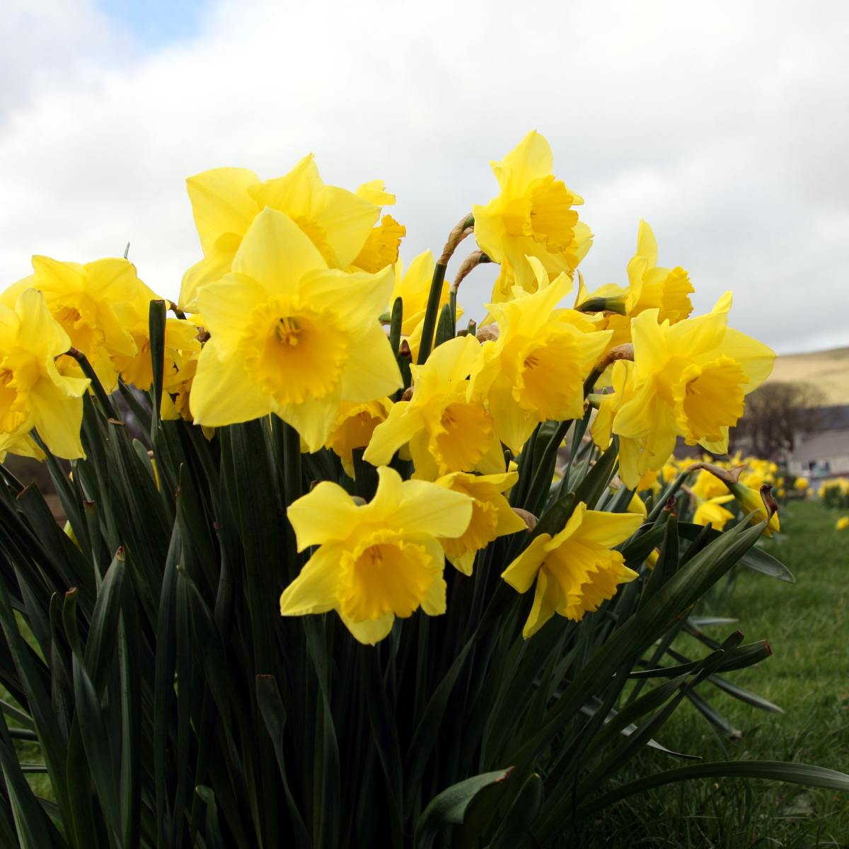 daffodils, jonquils, and buttercups, 