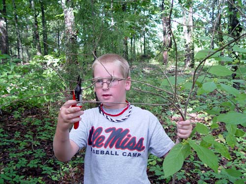 cutting tree branches