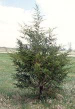 cedar tree
