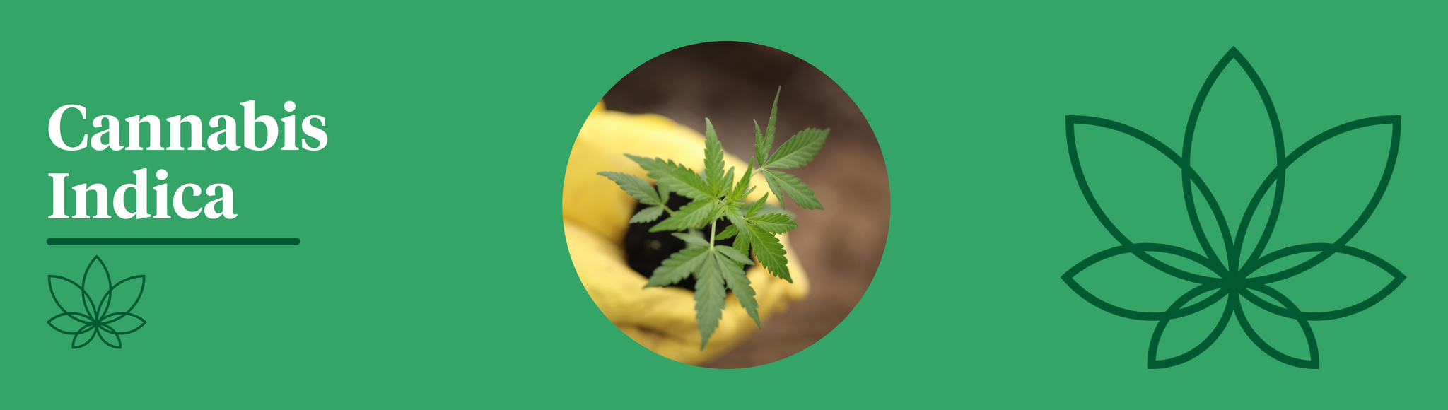 A green background with the Supreme CBD logo to the right with an image in the centre of a person wearing yellow gloves lifting a small Cannabis Indica plant out of the ground. Showing the difference between indica and sativa.