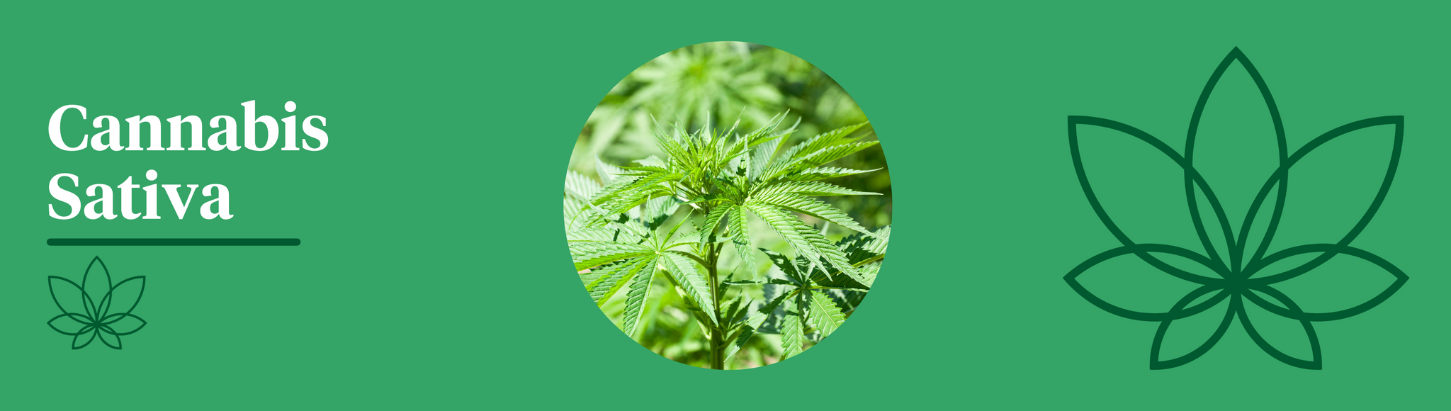 A green background with the Supreme CBD logo to the right of the image with a close up image of the Cannabis Sativa plant in the centre showing the difference between indica and sativa.