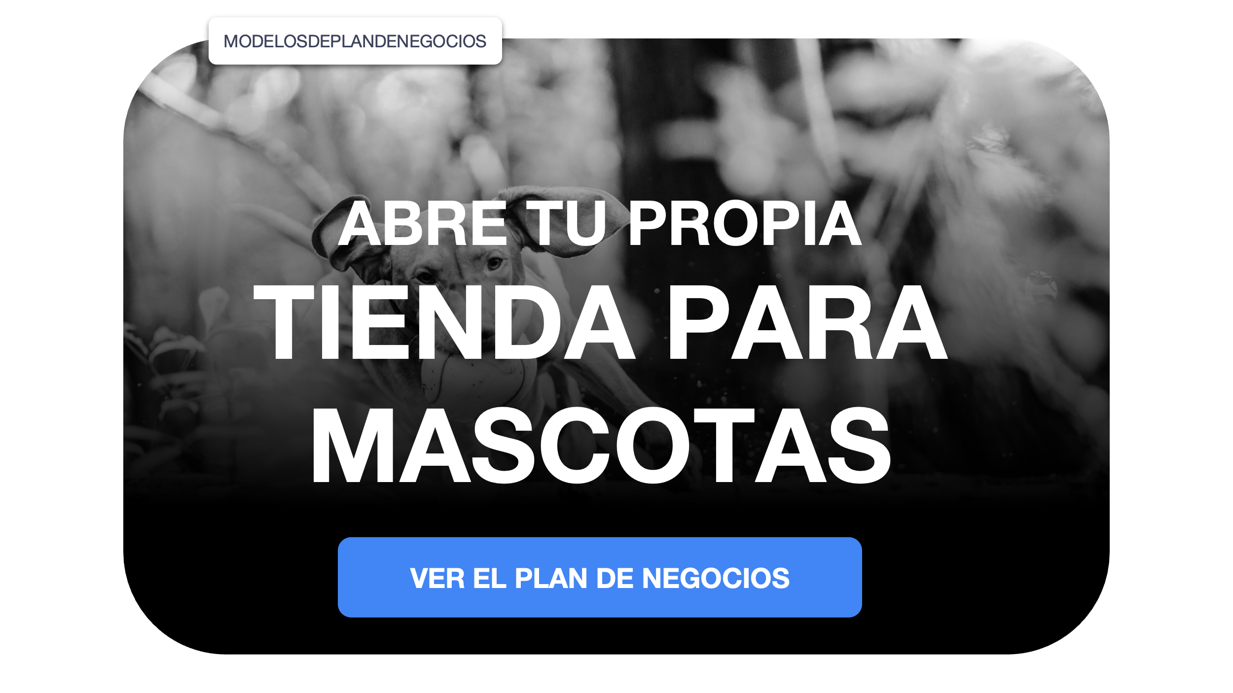 tienda para mascotasplan de negocios