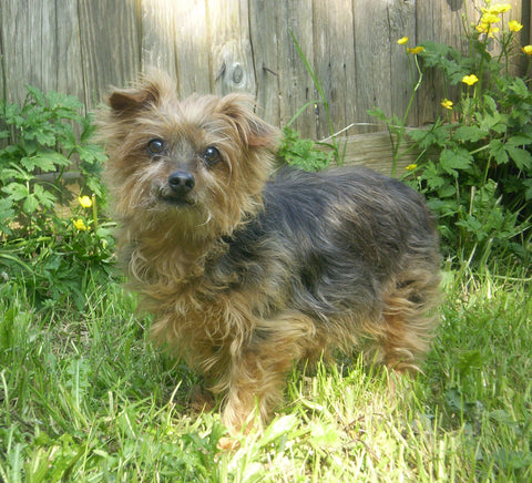 A photo of jack the Yorkshire Terrier, smiling towards the viewer, standing on grass and in front of a wooden fence, all on a sunny day