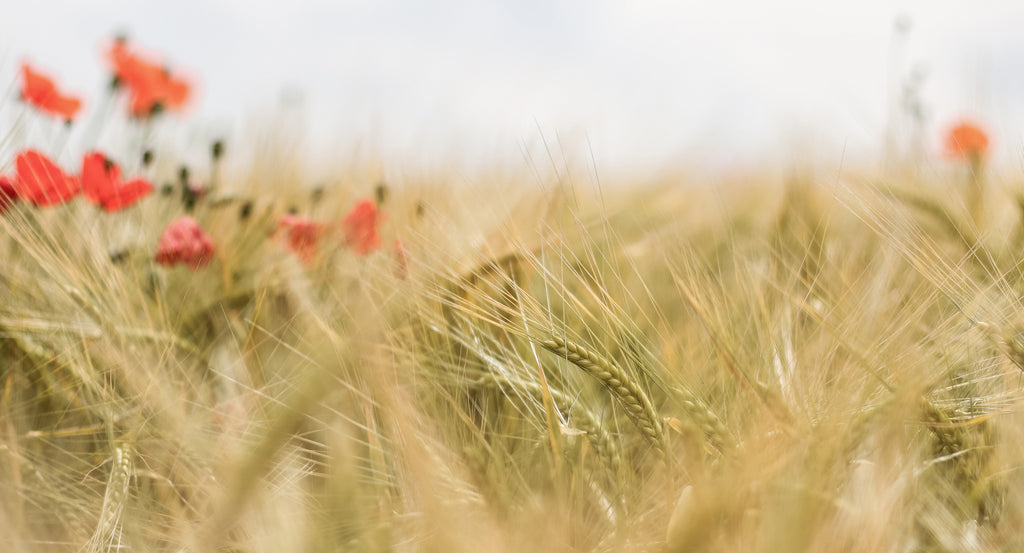 Organic Barley