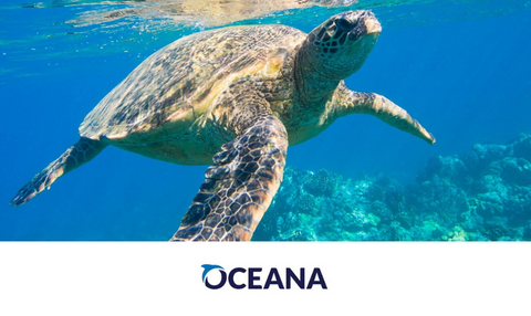 Turtle swimming with Oceana logo