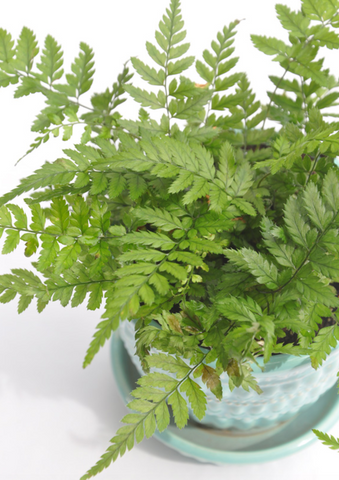 Korean Rock Fern