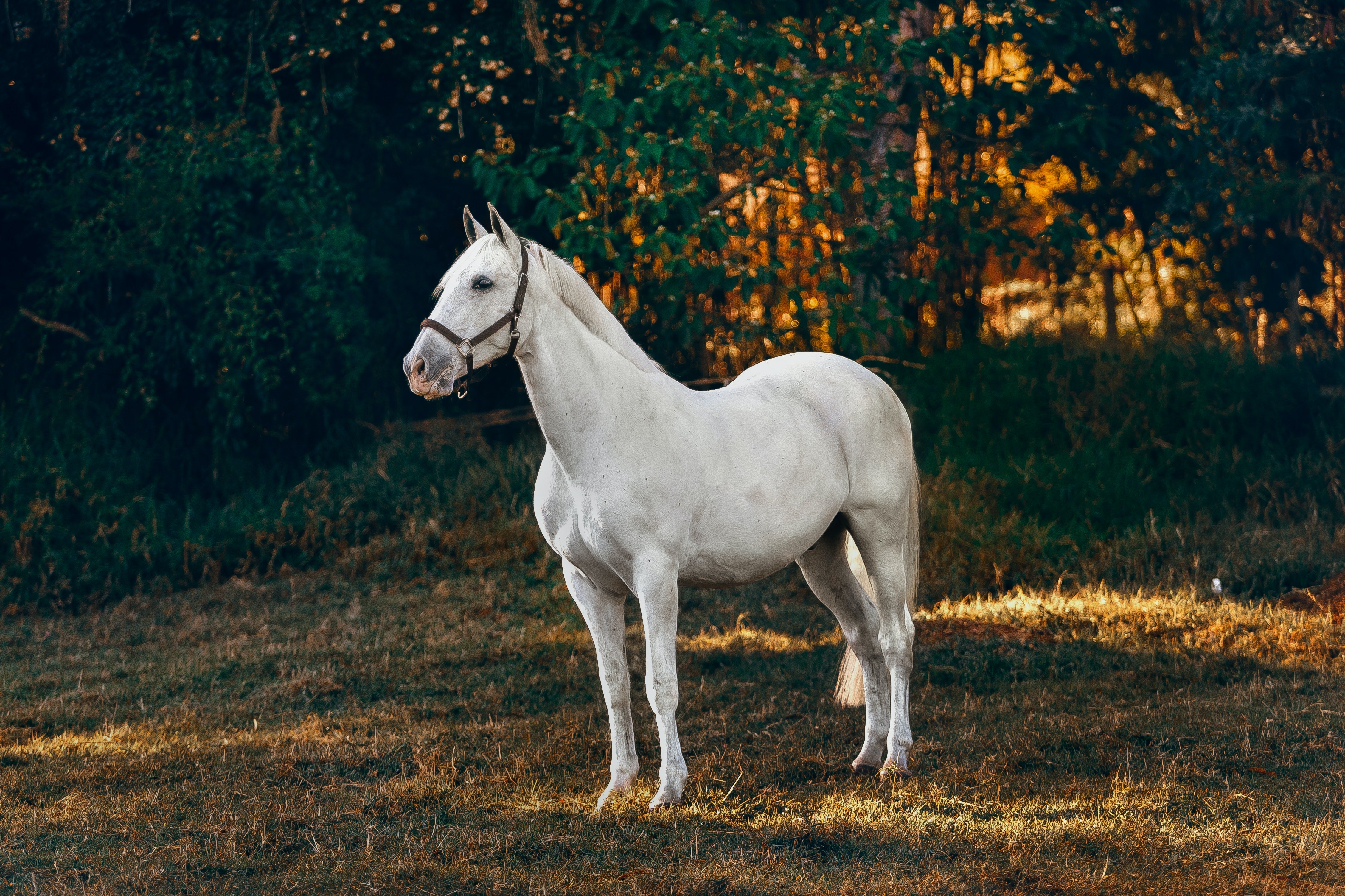 Gelenke Pferd | HYJOINT® Equi
