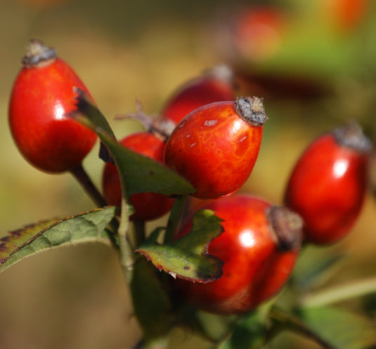 Hagebutten: Vitamin-Bomben fürs Pferd | HYJOINT® Equi