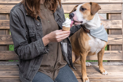 Dog Ice Cream Bacon Flavor Pup Cup