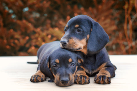 Dachshund Puppies, How to Make a Pup Cup for Your Ice Cream Shop