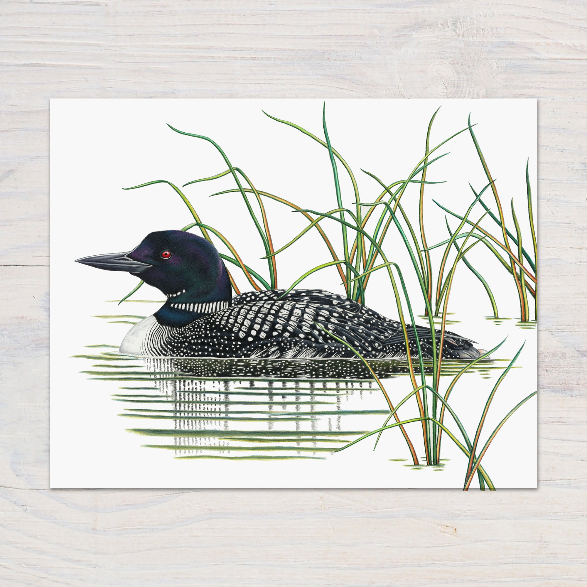 common loon painting