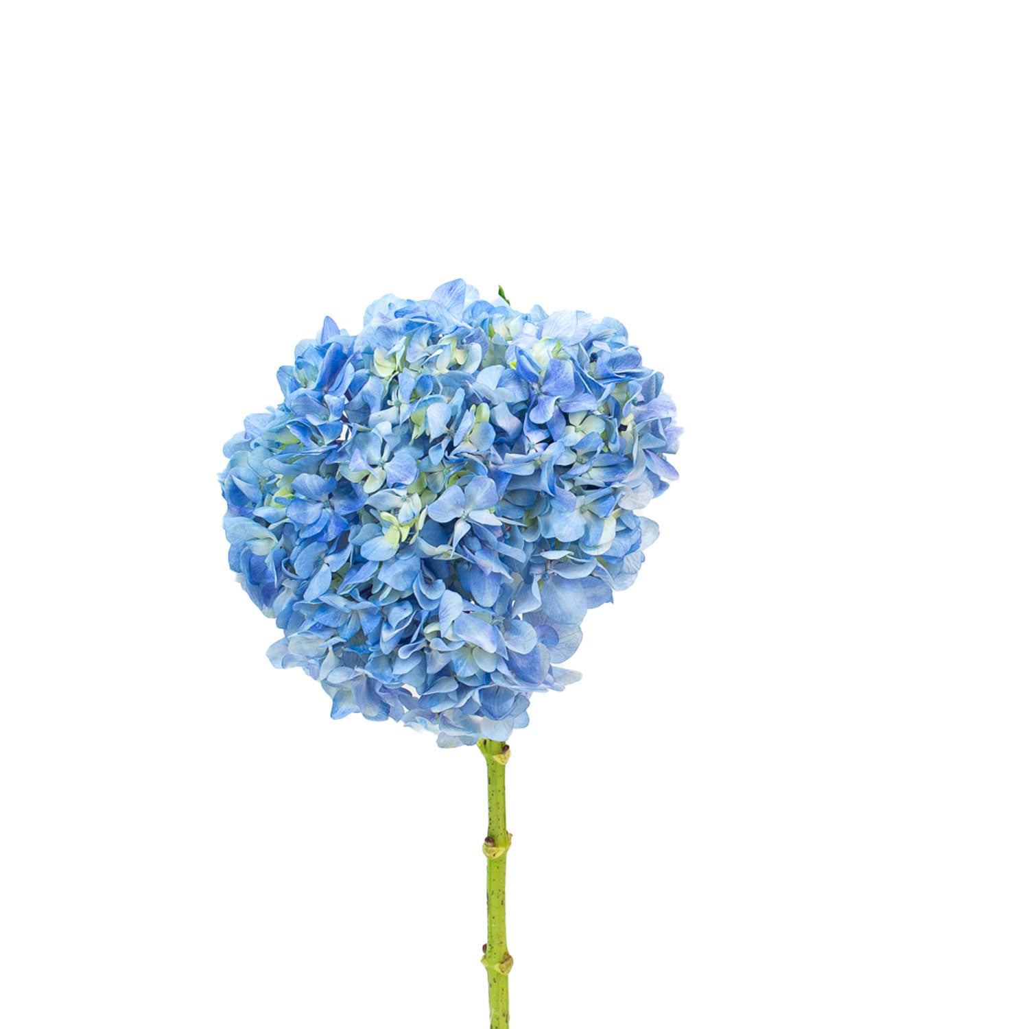 Blue Hydrangea - build your own flower arrangement