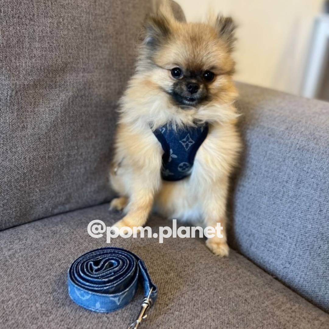 Denim Dog Harness And Leash Set