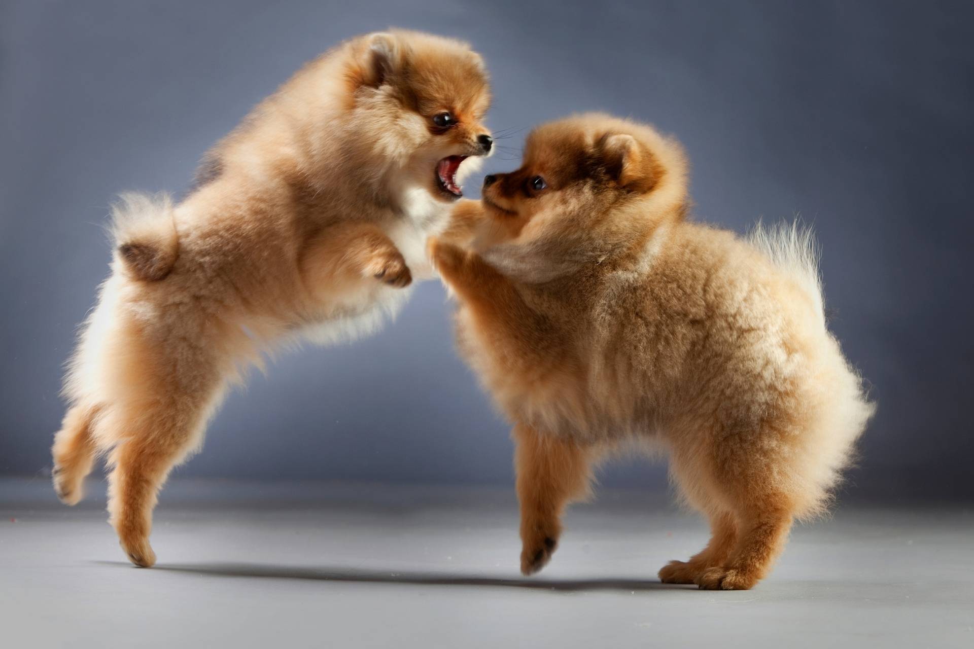 how do i know if my pomeranian is in labor