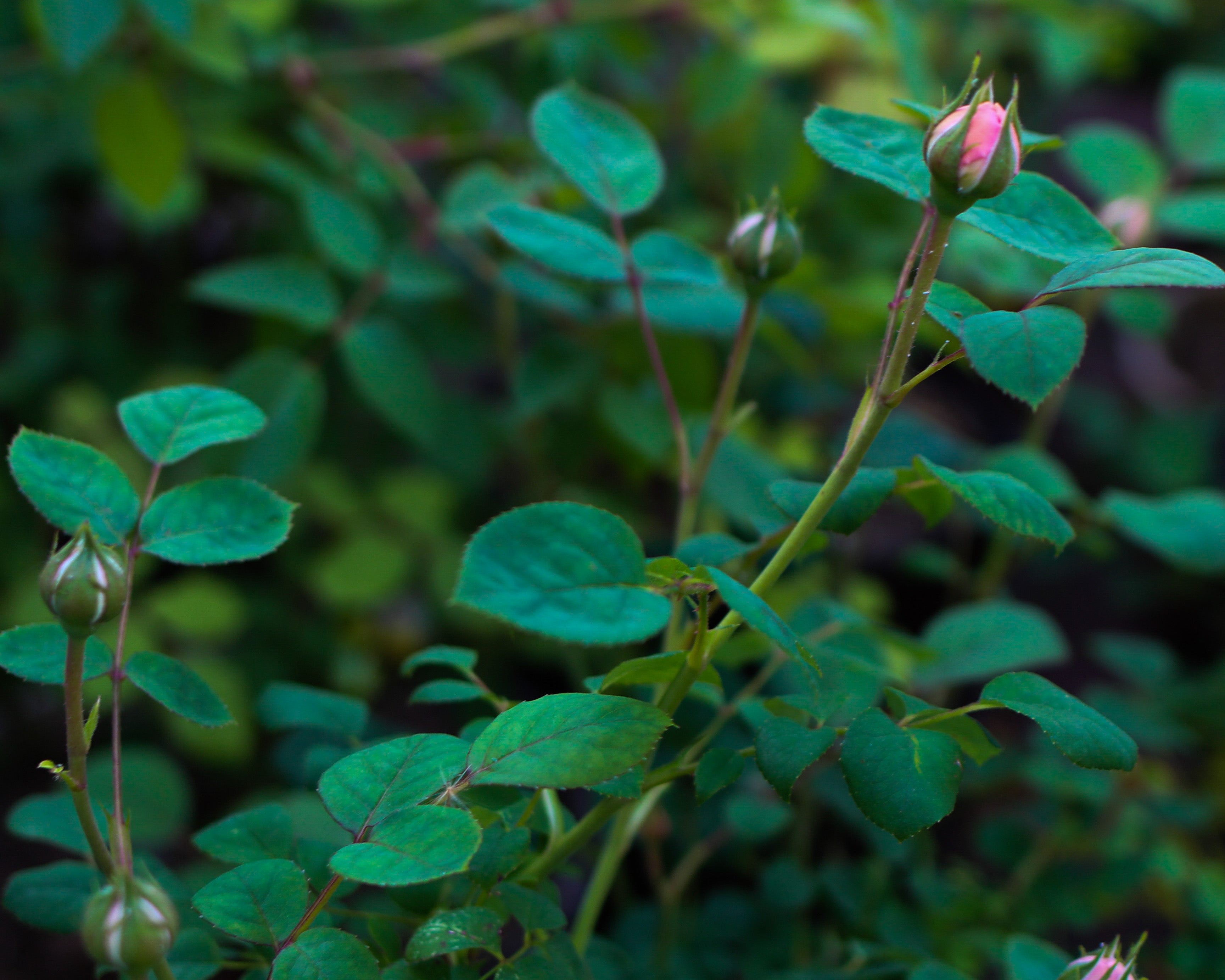 english rose garden 