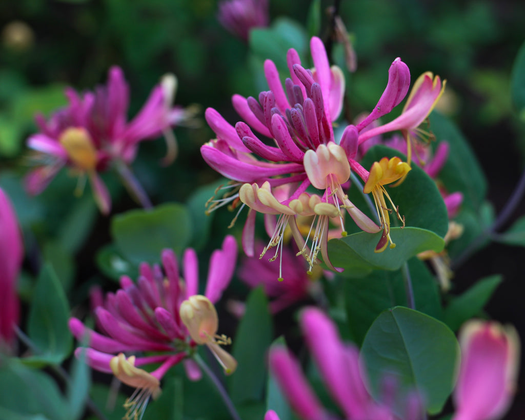 honeysuckle