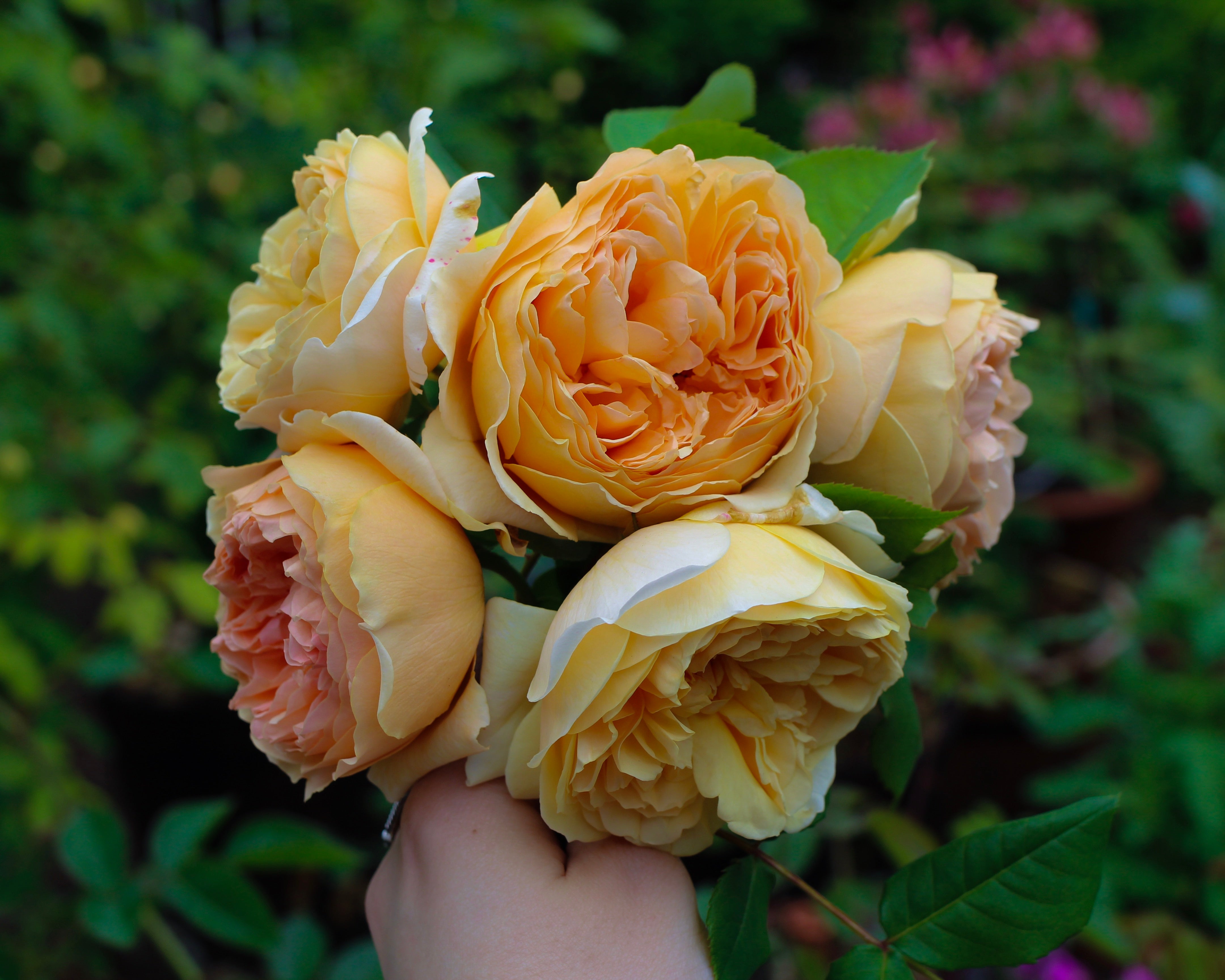 english roses crown princess margareta 