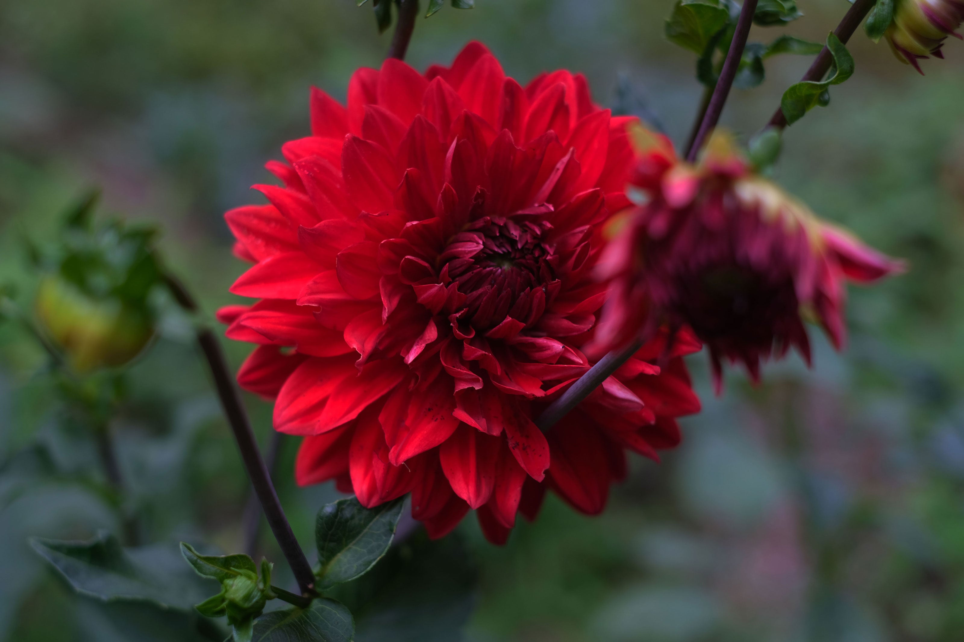 dahlia dinnerplate garden tarot 