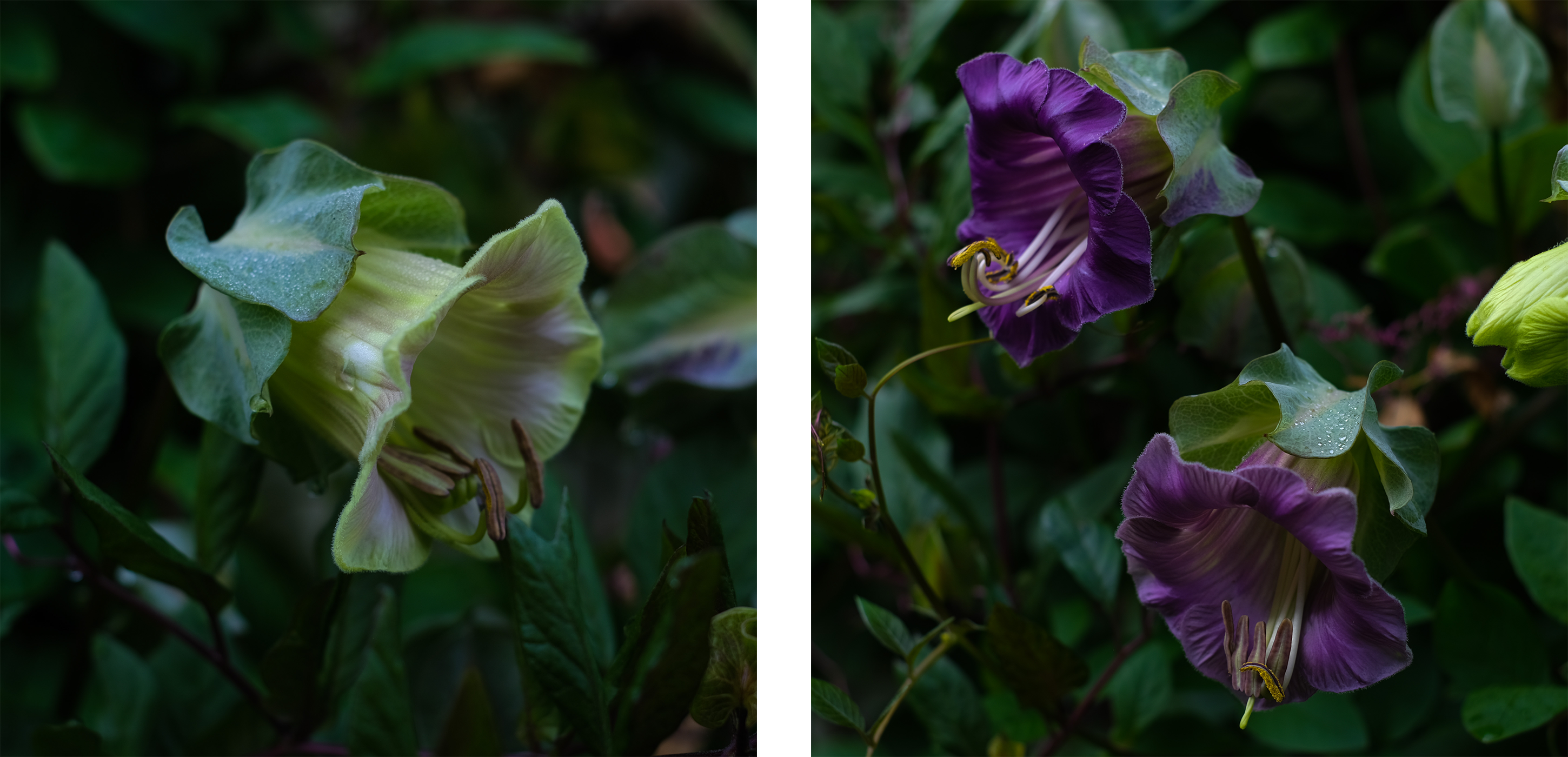 cup and saucer vine 