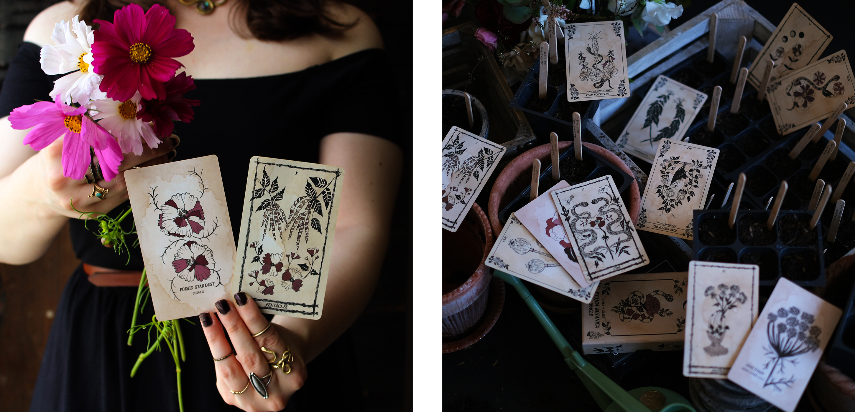 leila + olive garden to botanical tarot cards 