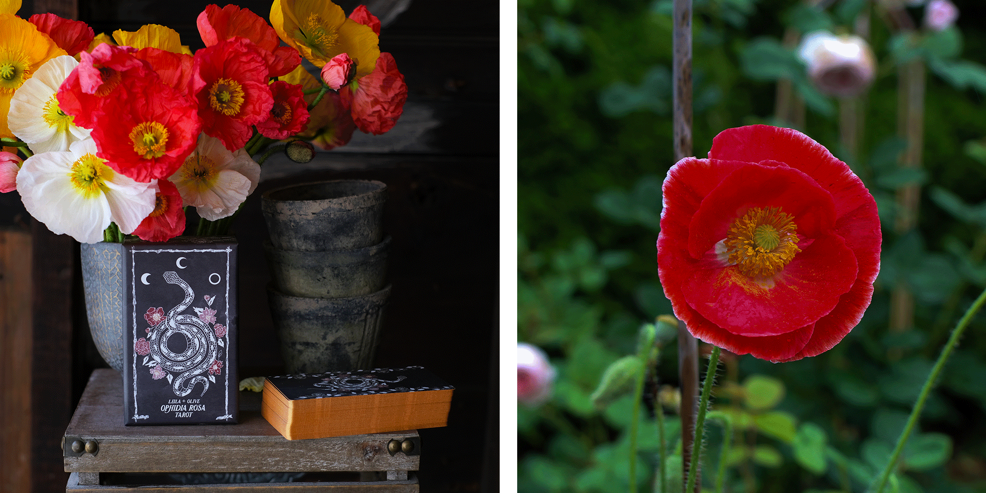 poppy tarot card 