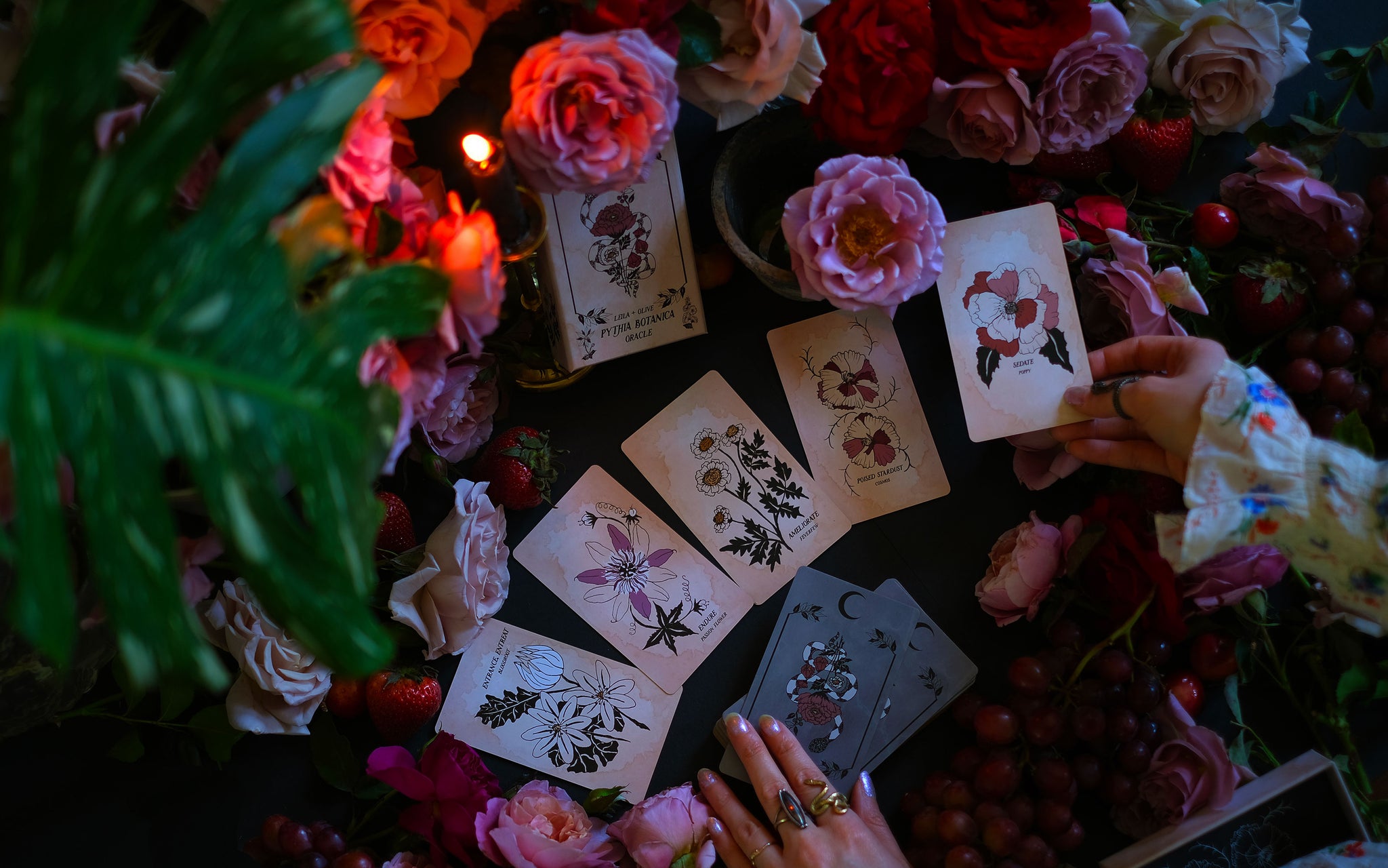 Pythia Botanica is the original Botanical Oracle deck, illustrated by hand and rooted in Greek mythology and plant magic. Read these cards in traditional Tarot spreads and allow the spirit of these plants to guide you. 