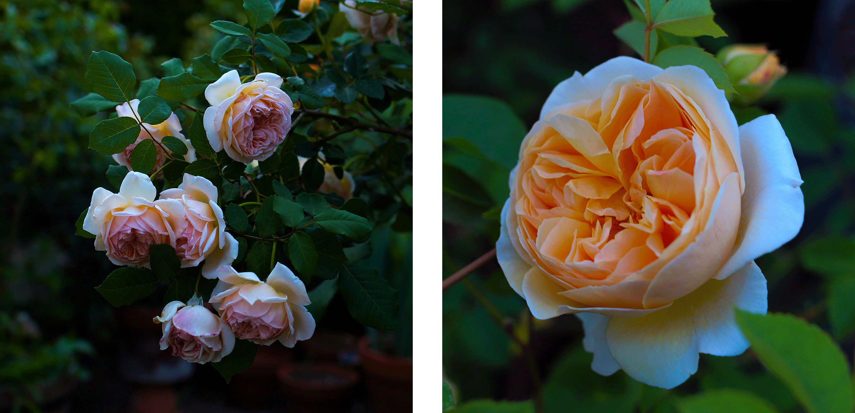 english rose garden 