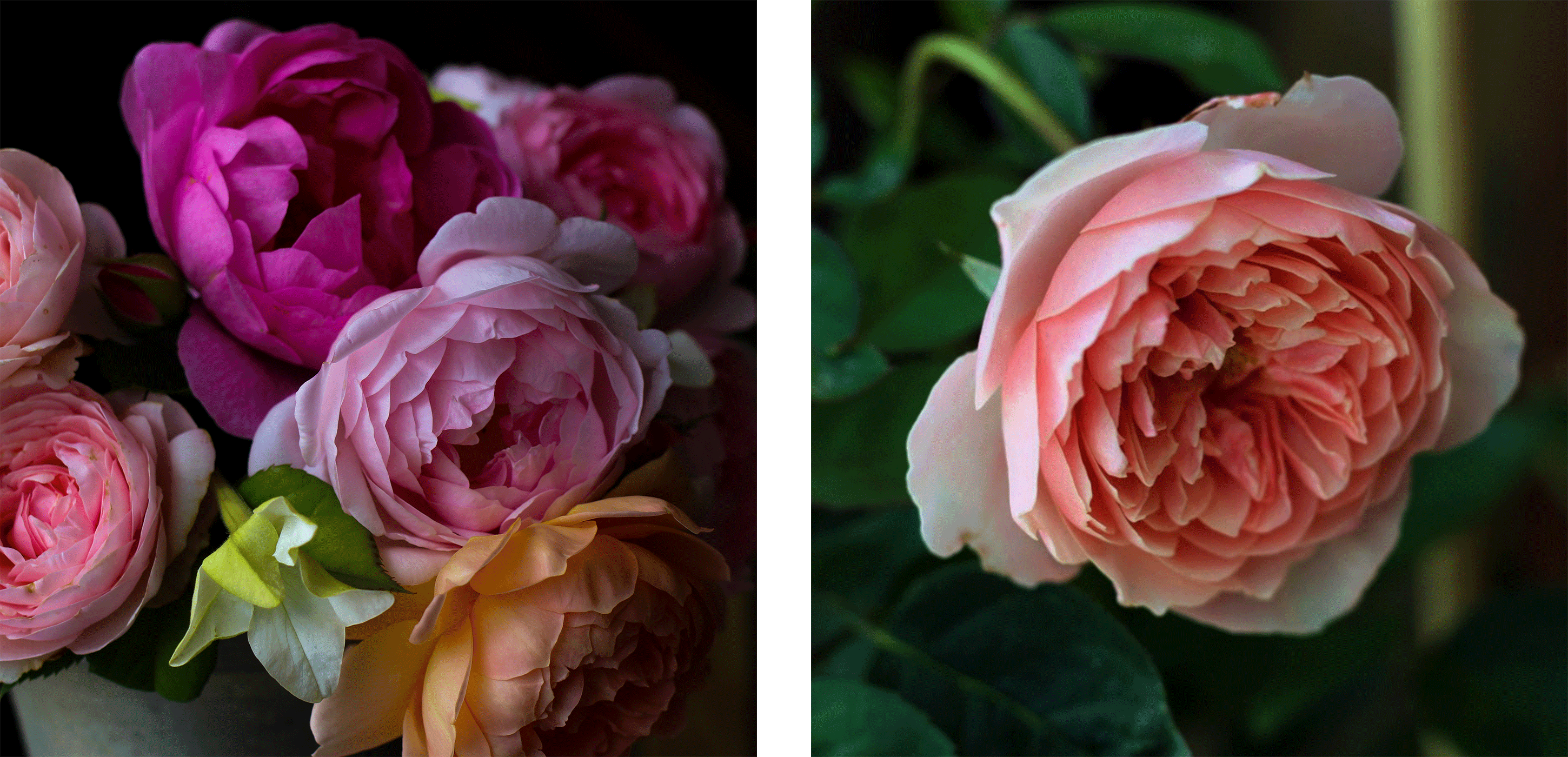 english rose garden 