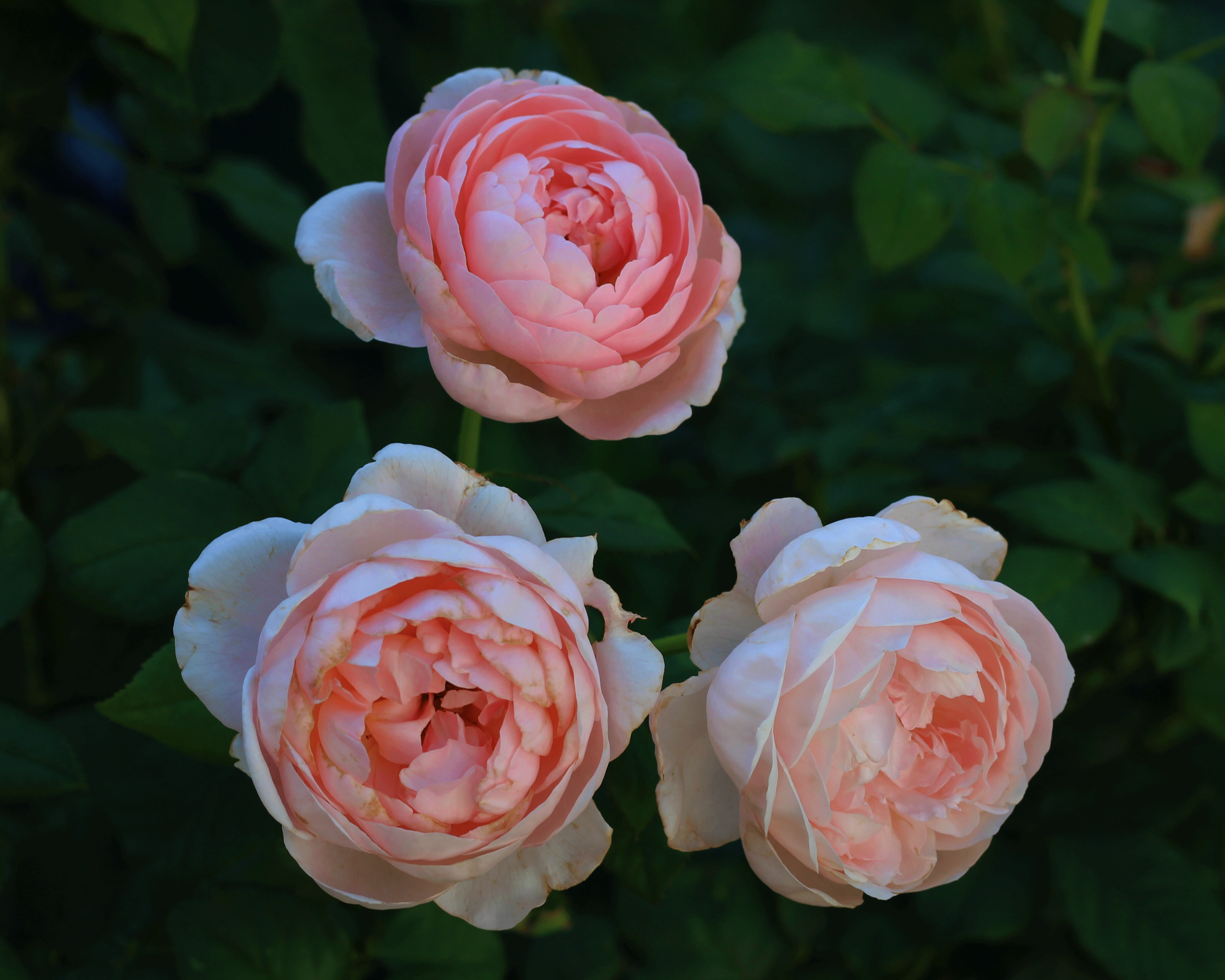 ambridge rose garden 
