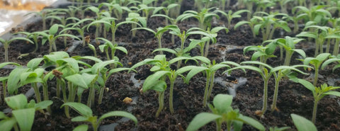 healthy seedlings