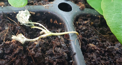 collapsed seedling damping off