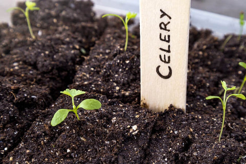 celery seedling