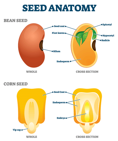seed anatomy