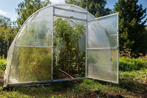 tomato in green house