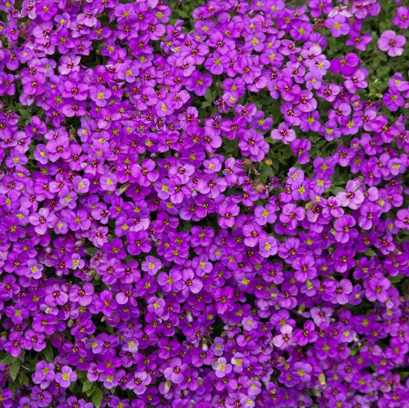 Aubretia - Hybrida Pink seeds