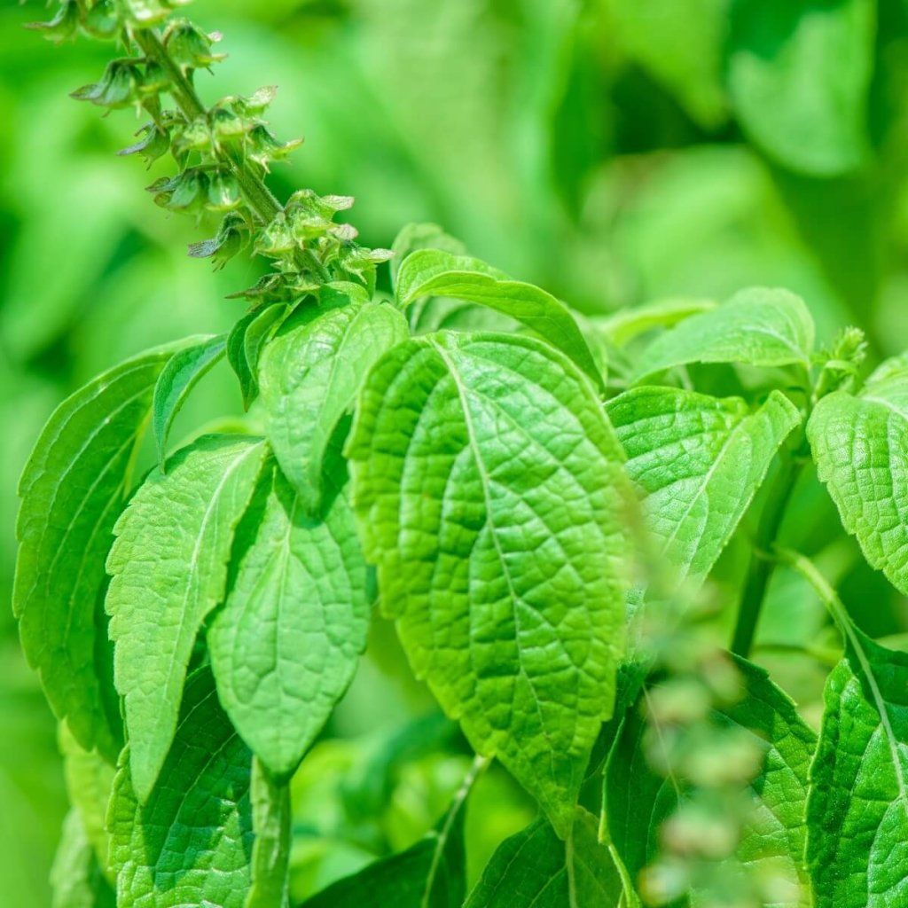 Buy Tulsi Amrita Holy Basil seeds Online Happy Valley Seeds