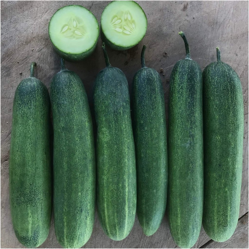 Mini Munch Hybrid Cucumber, Cucumber Seeds: Totally Tomatoes