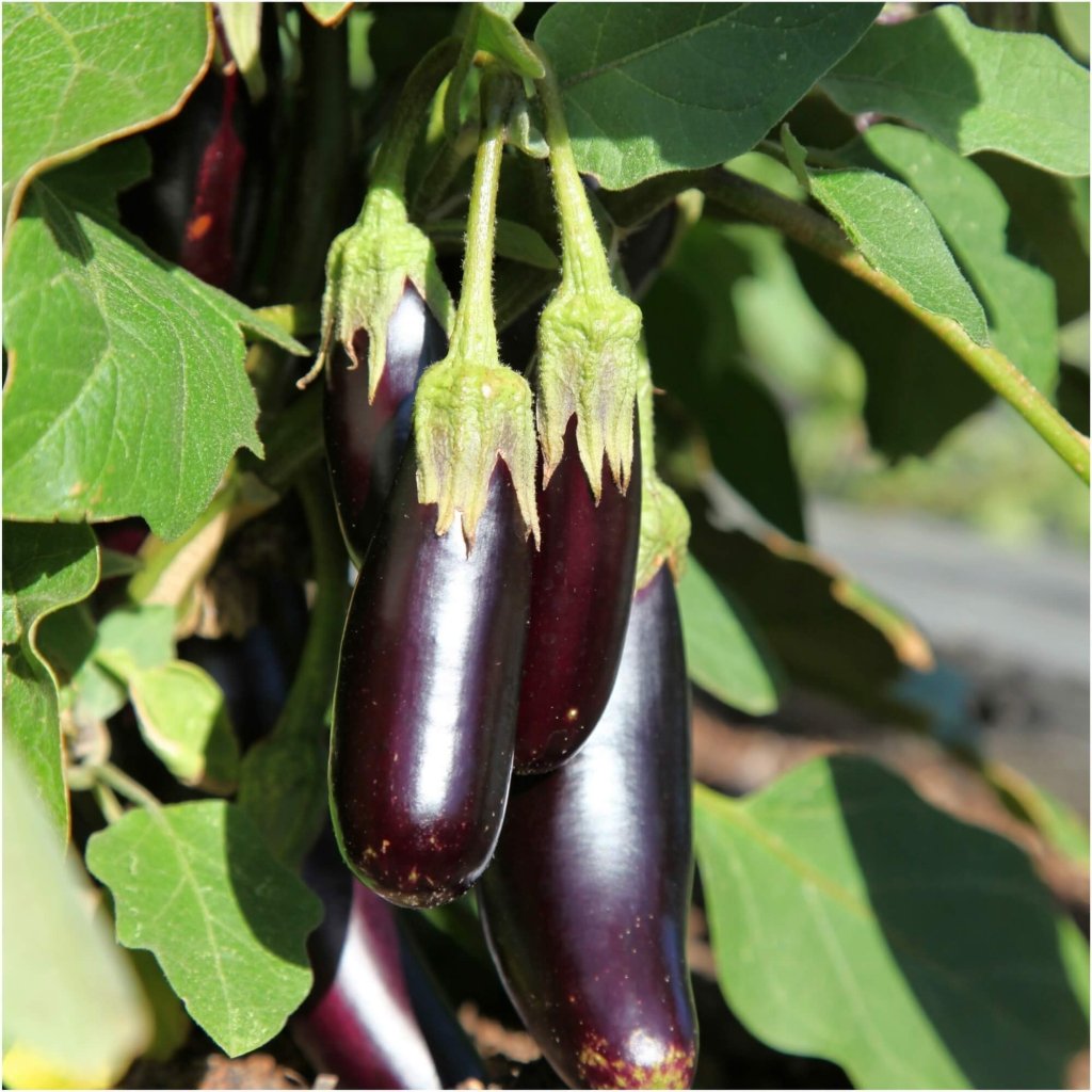 Striped Garden Egg (Striped Toga Eggplant) – Truelove Seeds