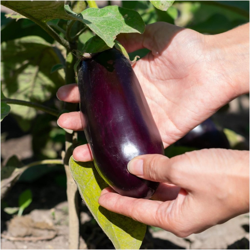 Striped Garden Egg (Striped Toga Eggplant) – Truelove Seeds