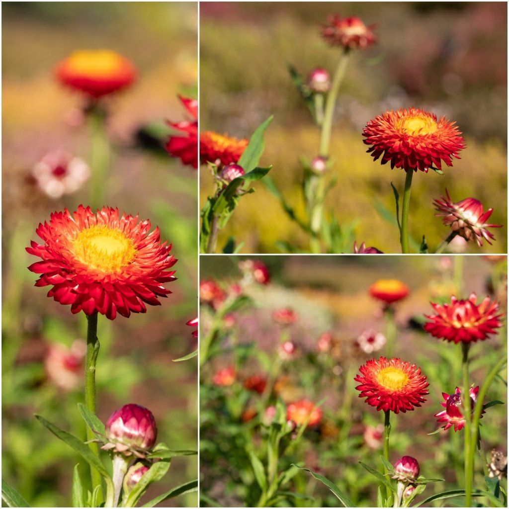 Paper Daisy- Rose seeds