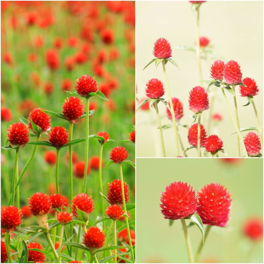 Globe Amaranth Sunset Mix Seeds Gomphrena Haageana Globe Amaranth