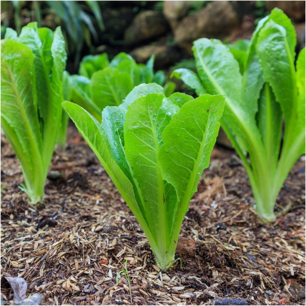 Little Gem Cos Lettuce