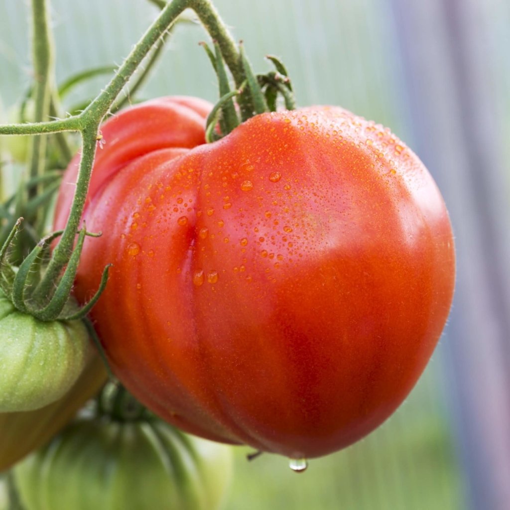 Beefsteak - Organic Heirloom Tomato Seeds