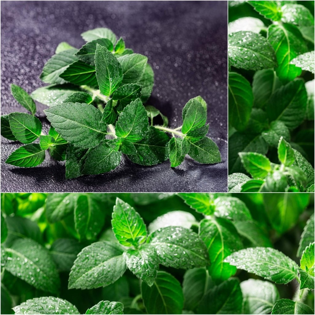 Buy Tulsi Rama Green Holy Basil seeds Online Happy Valley Seeds