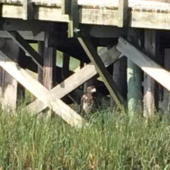 Marshland with deck structure, nature of the eastern shore, scents of the easter shore, marsh scent, chesapeake bay tributaries.