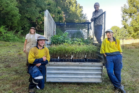 planting trees in australia for koalas 2000x fd1b8ce2 ecf9 439e b3a6