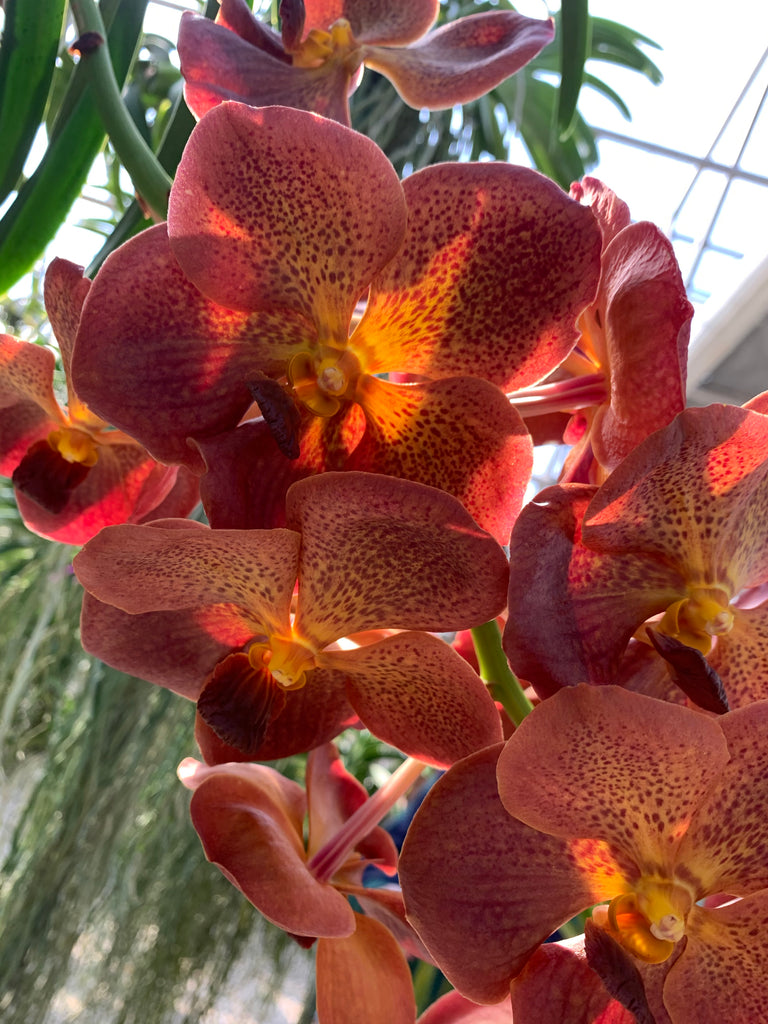 Lady Vanda Orchids- Buy Orchids Online – LadyVanda