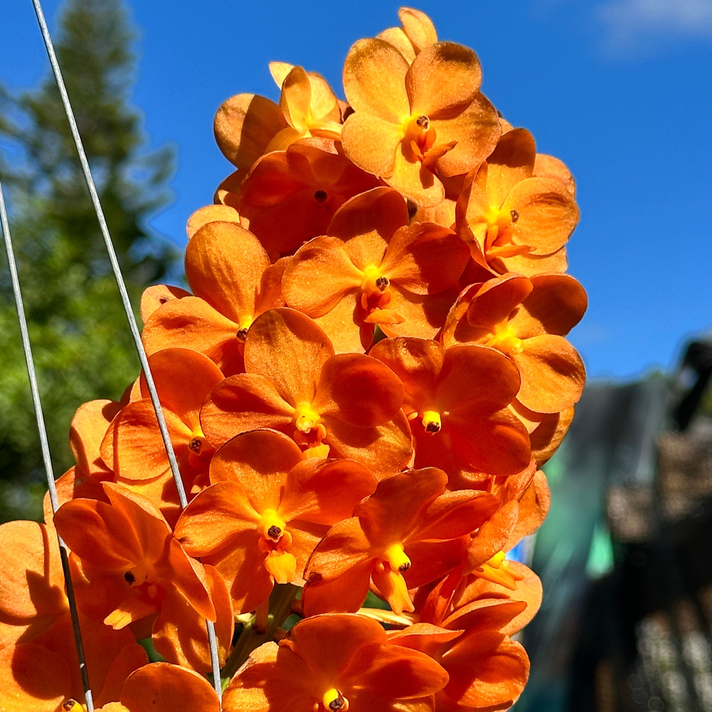 Orchids Under $40 – LadyVanda
