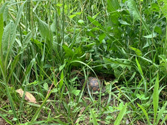 Turtle in grass