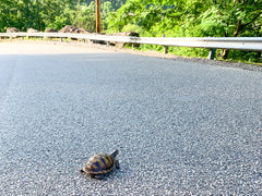 turtle in roadway